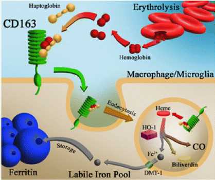Ghemoglobin-haptoglobin-CD163 pathway in microglia/macrophages. (Garton, et al., 2017)